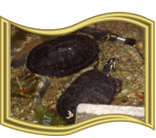 Schildkröten02